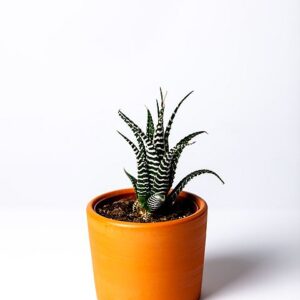 מצלמה נסתרת בעציץ